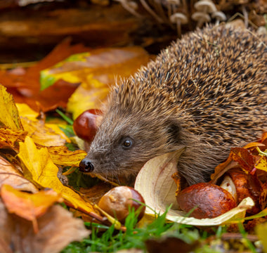 How to Create a Hedgehog-Friendly Garden