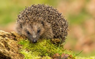 The Best Ways To Attract Hedgehogs To Your Garden