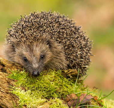The Best Ways To Attract Hedgehogs To Your Garden