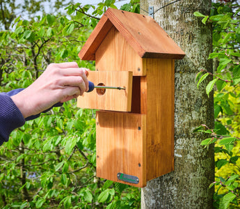 When Should You Put Up a Bird Box in the UK?