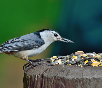 Bird Feeding: When Is The Best Time To Put Out Food?