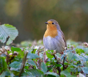 What Should I Feed the Birds in my Garden?