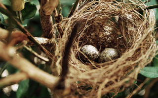 birds nest with eggs