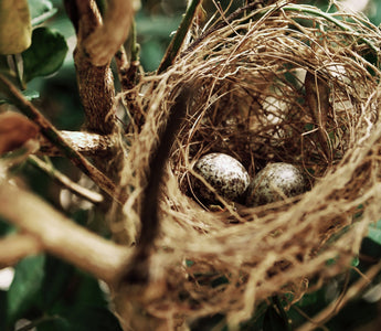 birds nest with eggs