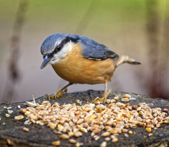 How to Watch Feeding Birds
