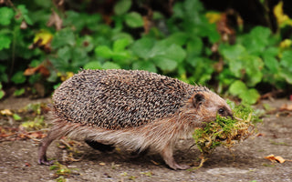 What Can I Do to Help Hedgehogs?