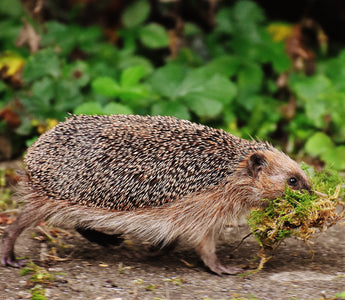 What Can I Do to Help Hedgehogs?