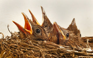 hungry baby birds
