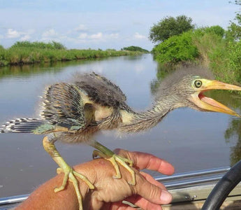 Are birds dinosaurs? Evolutionary history of birds