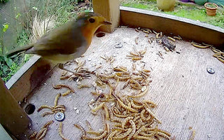 The Dos and Don'ts of Feeding Birds
