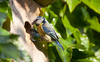 National Nest Box Week
