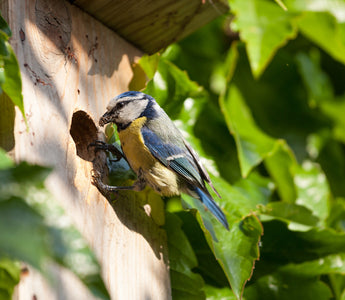 National Nest Box Week