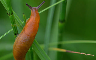 Slug