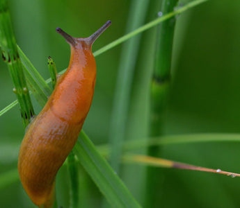 Slug