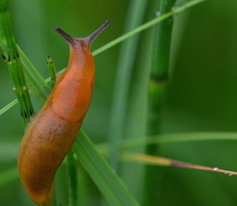 Slug
