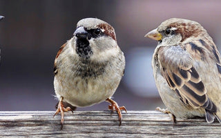 5 Ways To Attract Birds To Your Garden