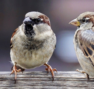 5 Ways To Attract Birds To Your Garden