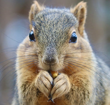 How to protect your cables from squirrels