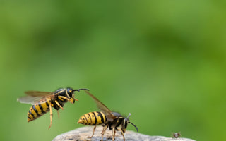 Are wasps important for the ecosystem?