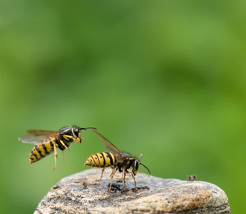 Are wasps important for the ecosystem?