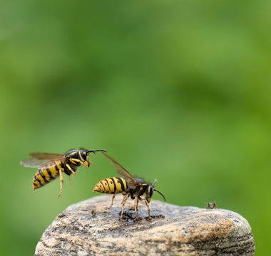 Are wasps important for the ecosystem?