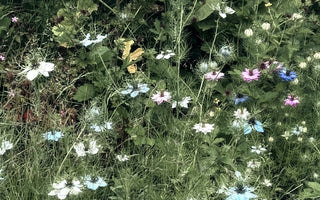 7 different types of habitats you can create in your garden