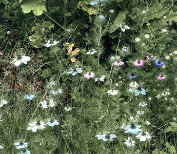 7 different types of habitats you can create in your garden