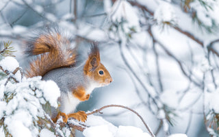 Garden wildlife to look for in winter