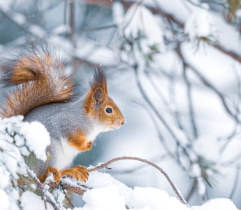 Garden wildlife to look for in winter