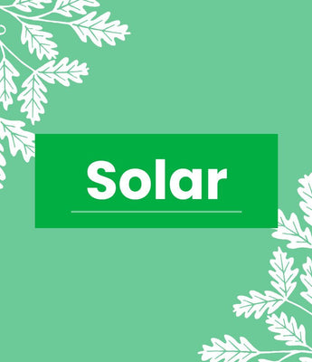 Solar Powered Bird Box Cameras