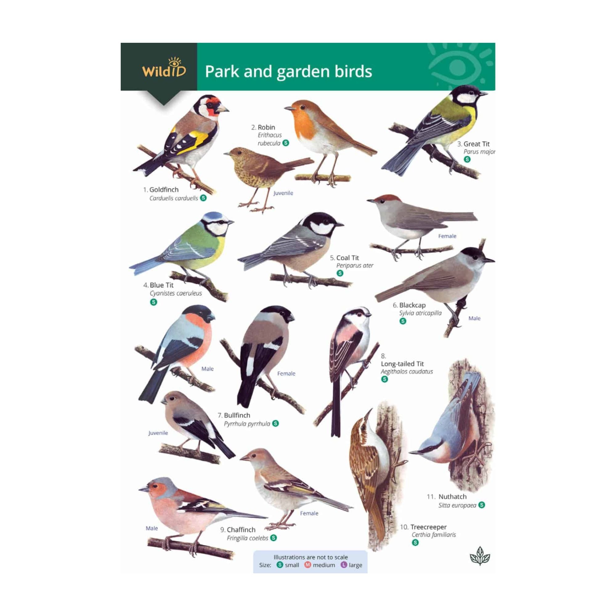 Birds Chart.pdf Park and Garden Birds Illustrated Chart – Green Feathers