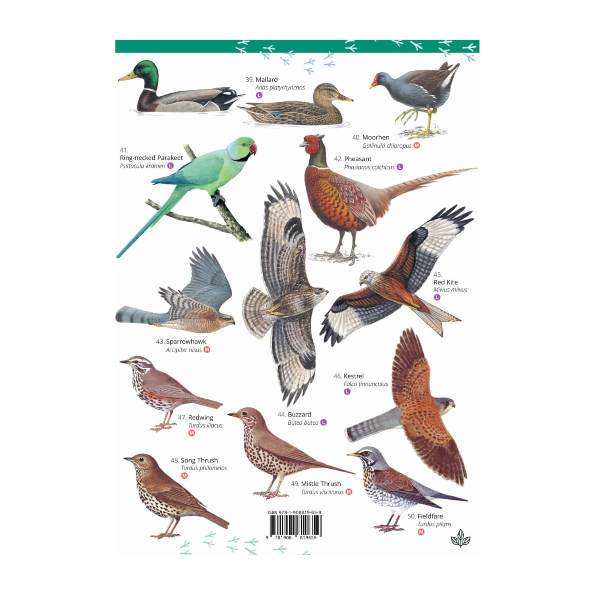Birds Chart.pdf Park and Garden Birds Illustrated Chart – Green Feathers