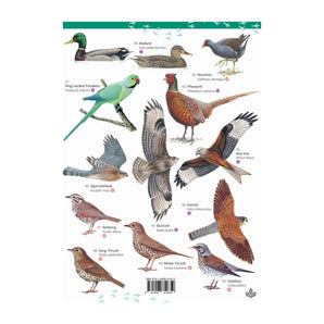 Park and Garden Birds Illustrated Chart