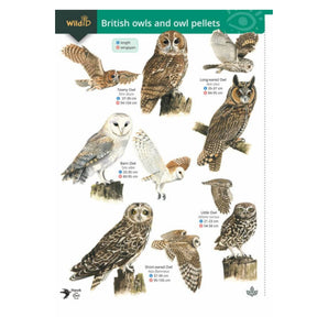 British Owls & Owl Pellets Illustrated Chart