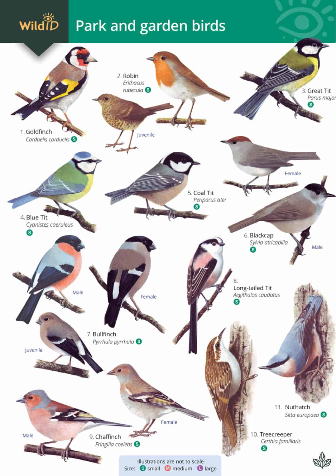 Park and Garden Birds Illustrated Chart