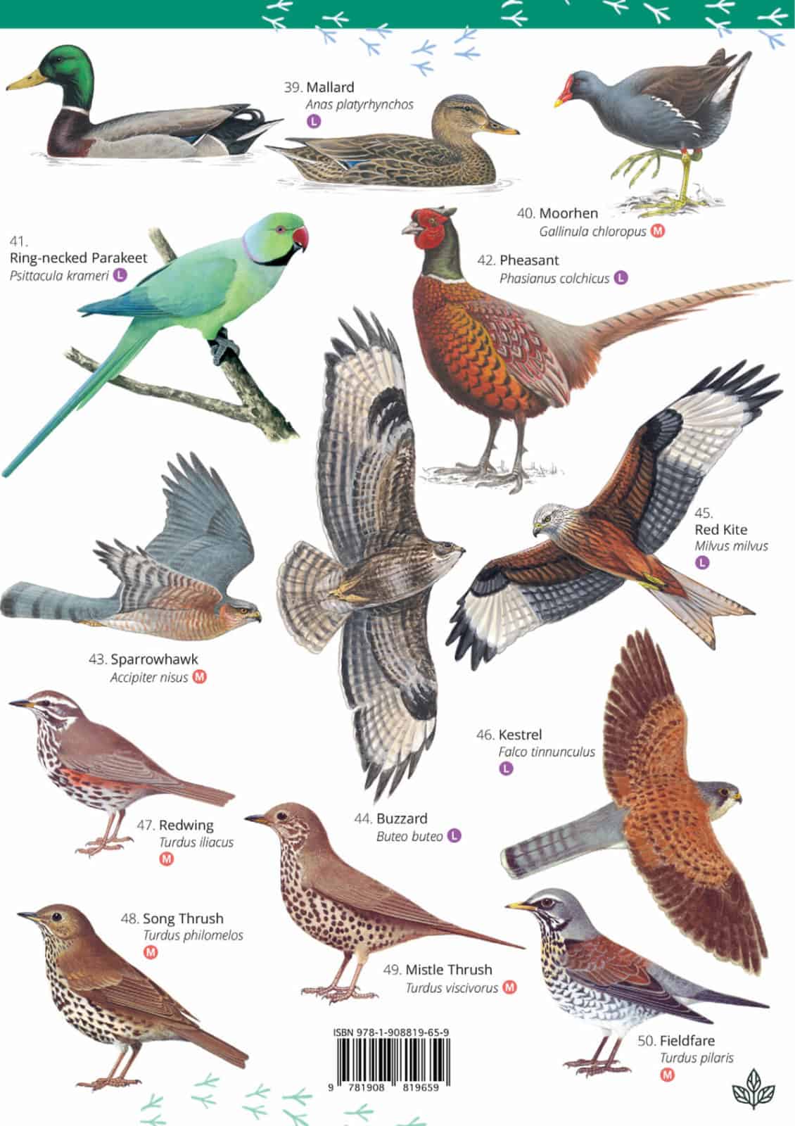 Free Version of Park and Garden Birds Illustrated Chart