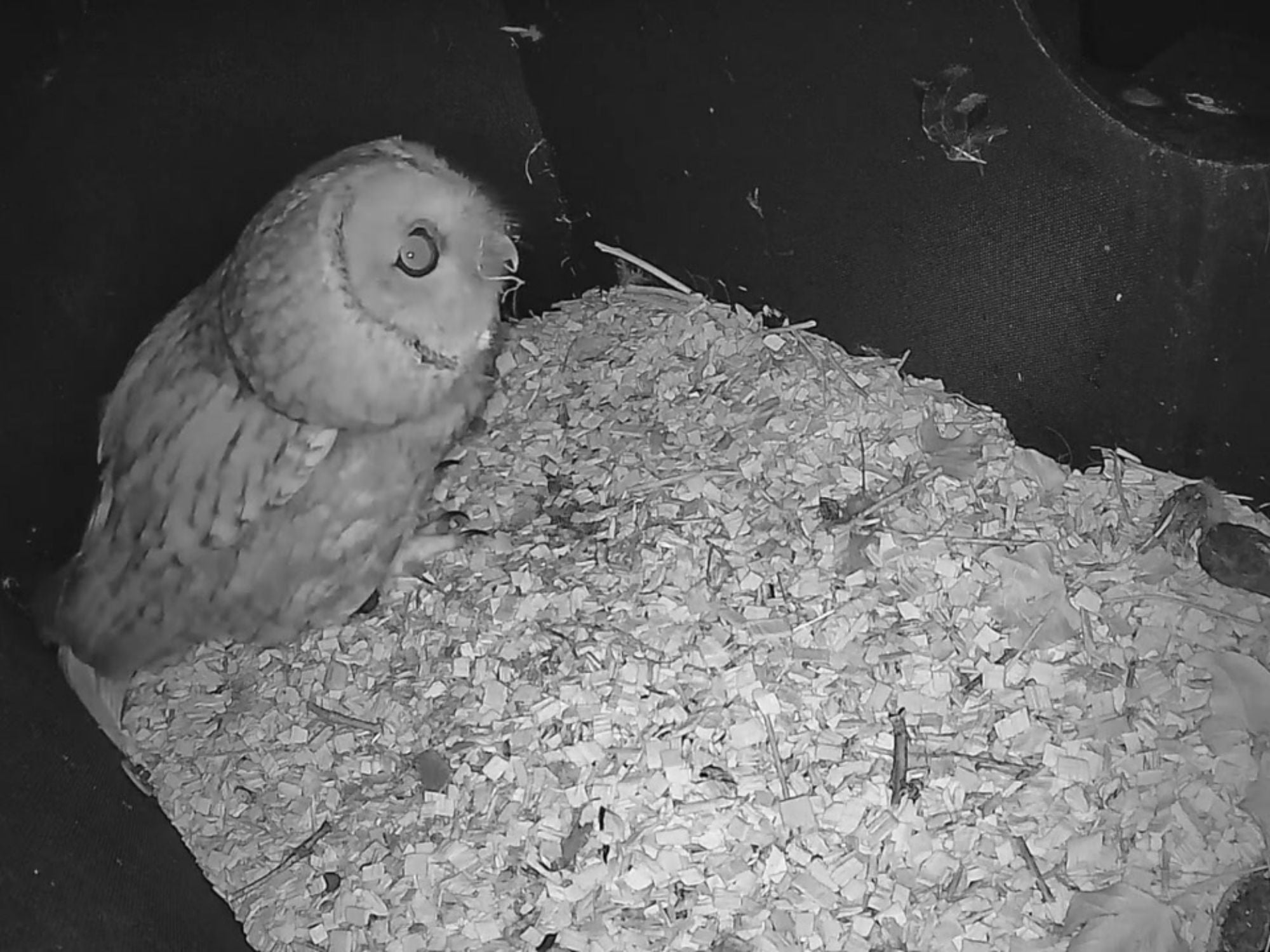 WiFi Tawny Owl Box HD Camera Pack