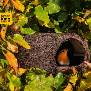 Brushwood Robin Nester