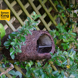 Brushwood Robin Nester