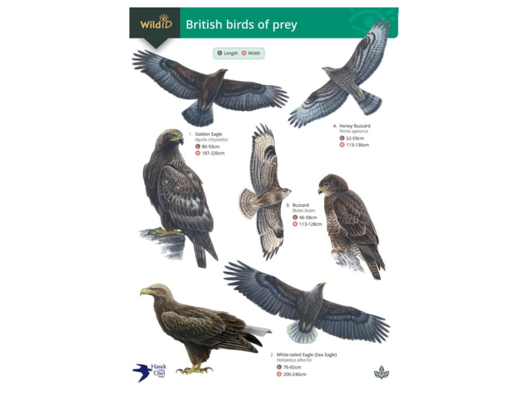 Bird of Prey Spotter Chart
