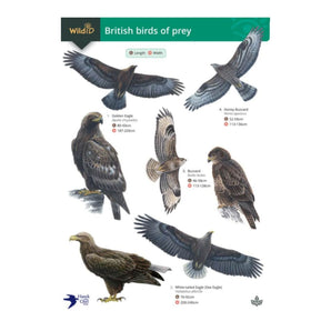 Bird of Prey Spotter Chart