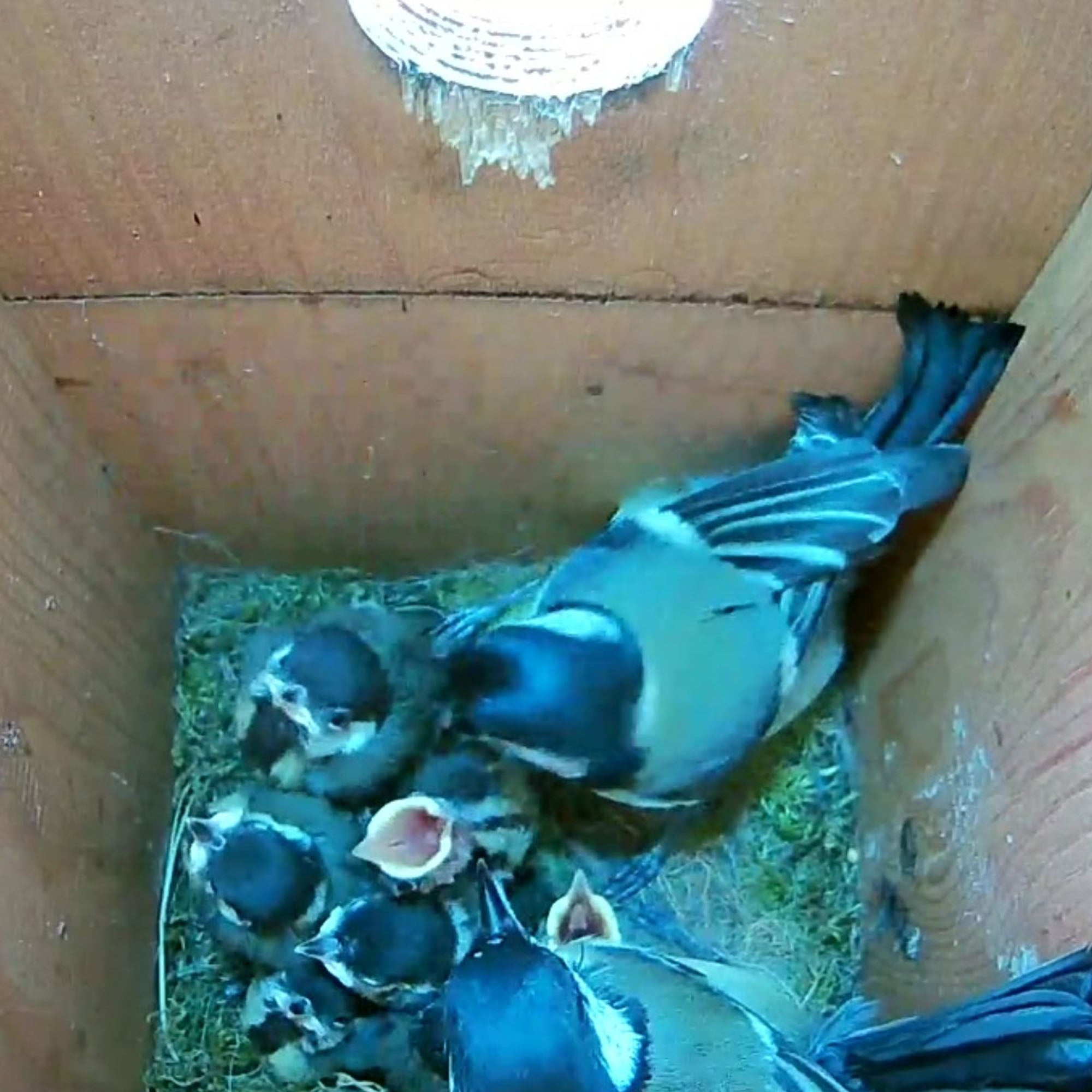 HD Cable Connection Bird Box & Wildlife Camera Mini Recorder Pack