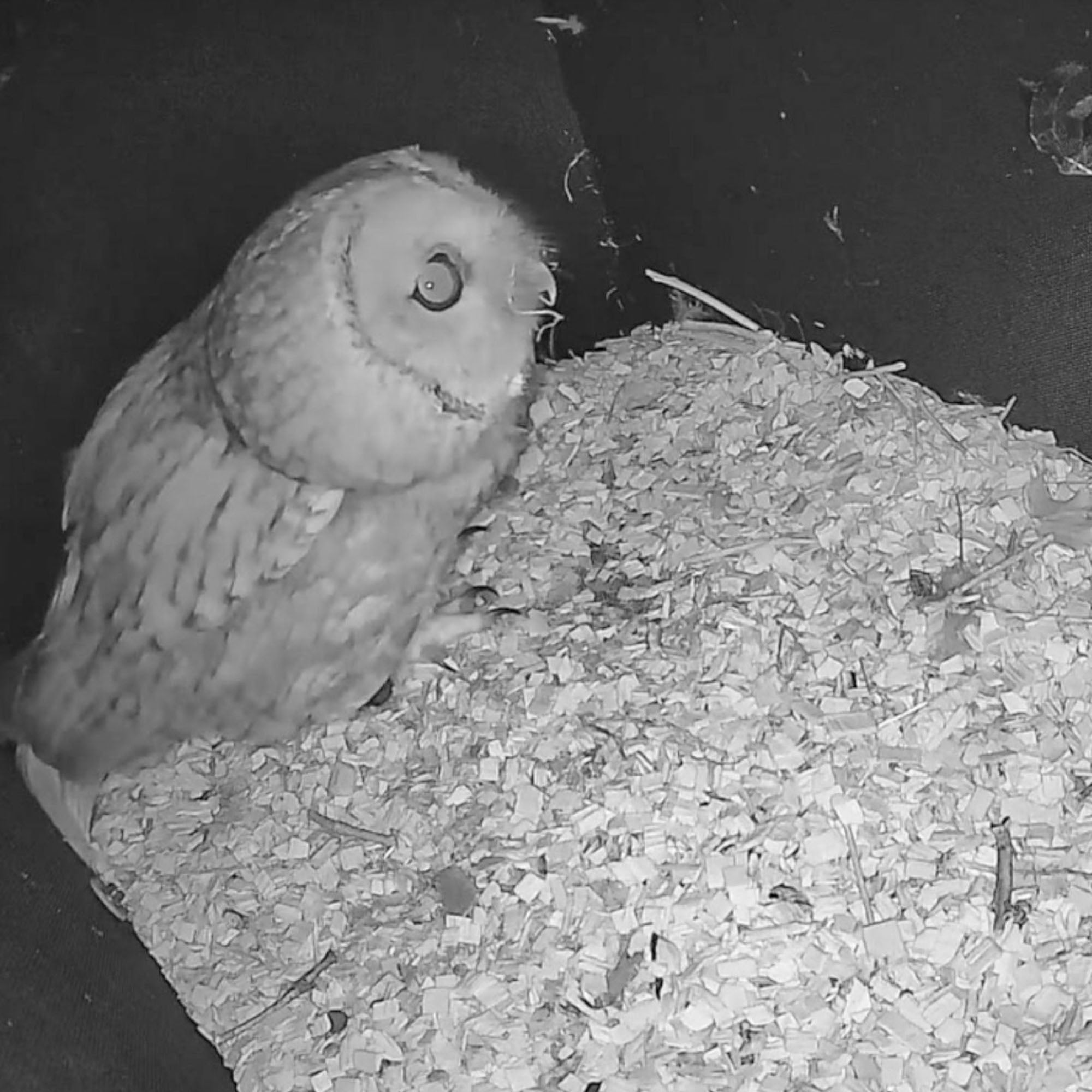WiFi Tawny Owl Box HD Camera Pack