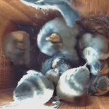 Wifi bird box camera footage: Birds resting inside a bird box