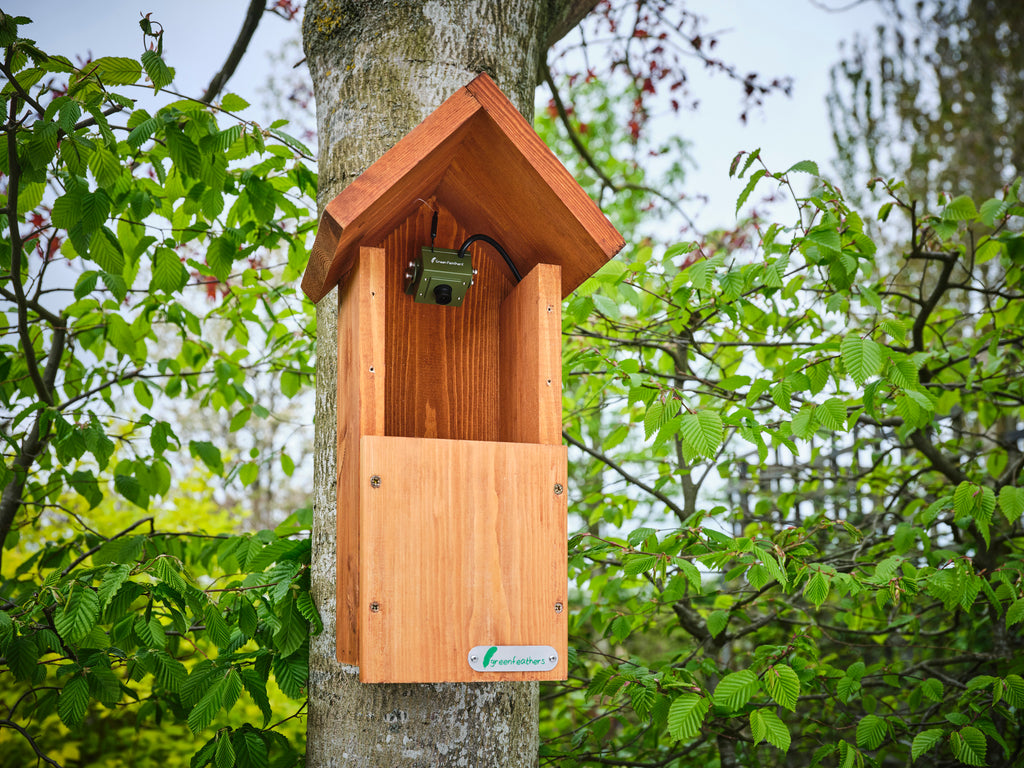 green bird box